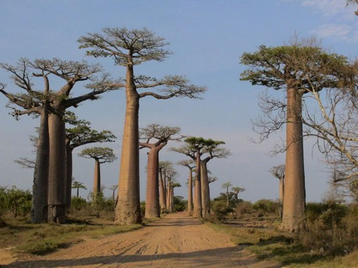 Magnifiques et Gigantesques Baobabs...