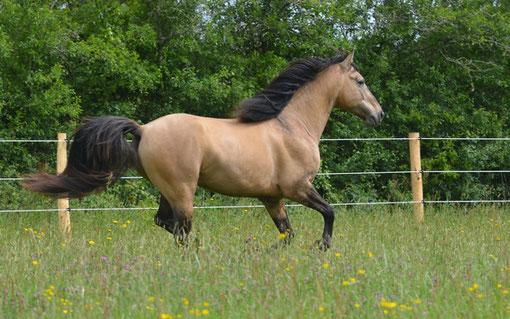 Rocky Mountain Horse étalon stallion colt isabelle dun ou dunskin