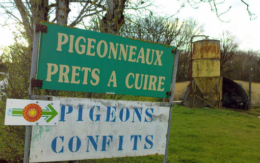 Panneau pigeonneaux prêts à cuire et pigeons confits à l'entrée de l'élevage de pigeon.