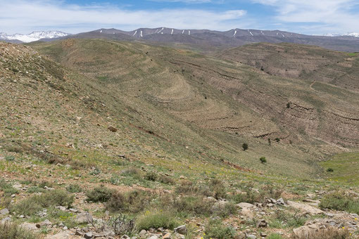Habitat de C. monticola micromonticola, Tizi-n-Tamda, Haut Atlas central, ©Jean-Marie André 