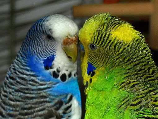 Ein glückliches Pärchen-Weibchen links, Männchen rechts