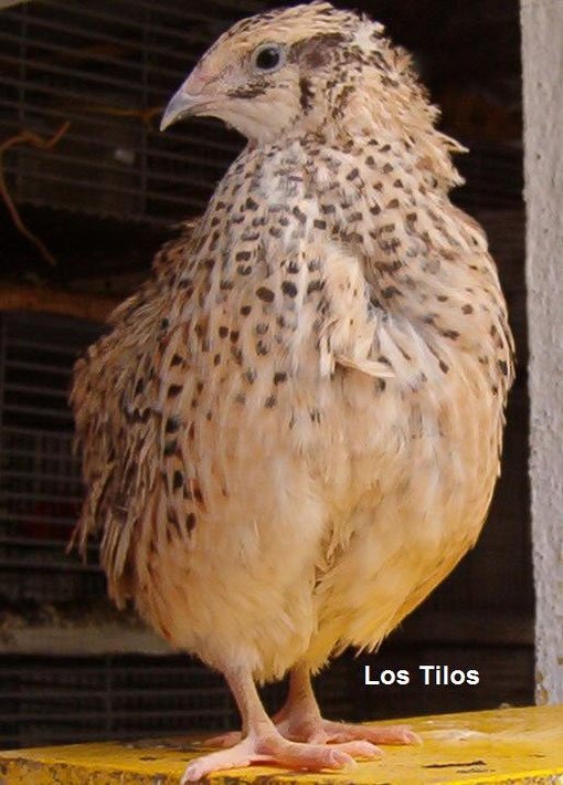 Hembra de codorniz gigante rubia