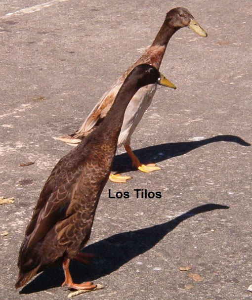 Patos Corredor Indio