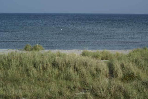 Ostsee-Strand an der Professoren Plantage