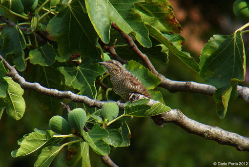 Torcicollo