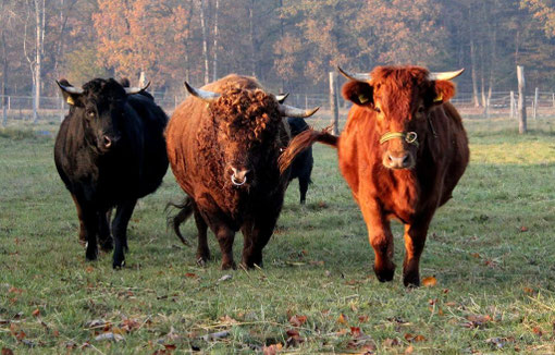 Dexter Rinder - www.dexter-farm-suedheide.jimdo.com