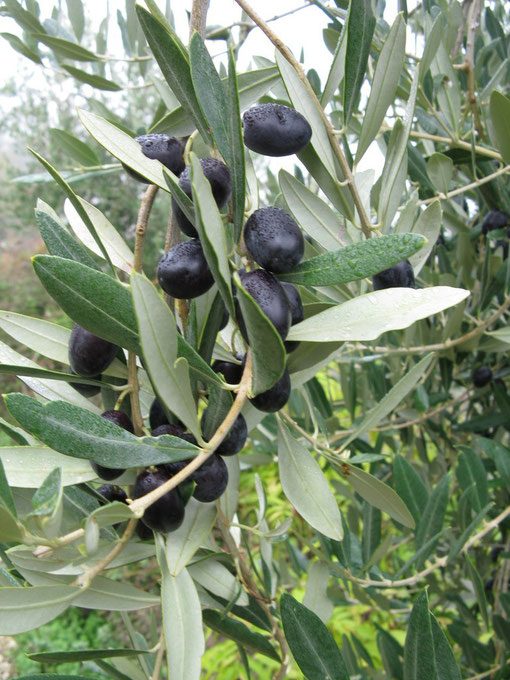 prächtige Oliven warten auf die Ernte