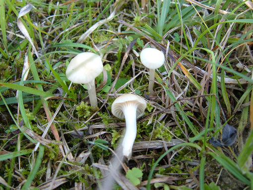 Weißer Wiesenellerling   Cuphophyllus   borealis  Essbar  aber zu schonen. Vorsicht vor verwechselungen mit weißen Trichterlingen !!