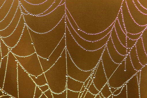 aus: "Perlenketten im Morgentau" - NW am 21. Oktober 2009