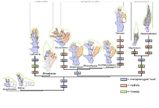 図５．初期肉鰭類における胸鰭の進化