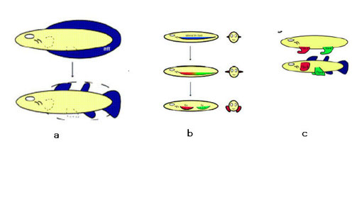 図１．正中線鰭ひだ及び、腹側面鰭ひだモデルと対鰭形成仮説