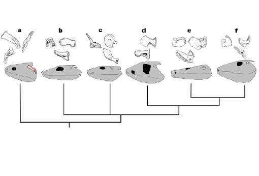 図４　頭蓋骨と舌顎骨／鐙骨の進化