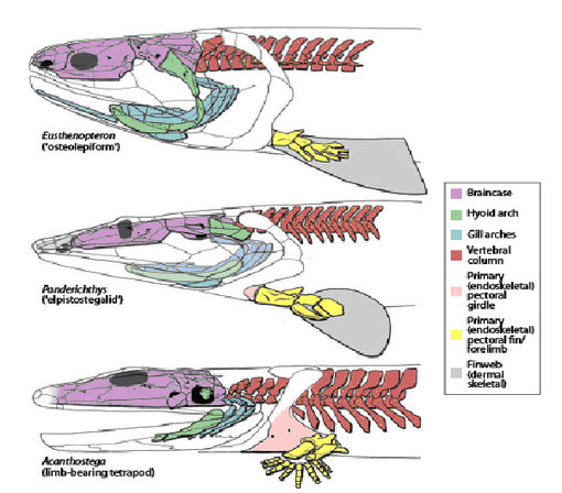 図３．ユーステノプテロン、パンデリクティス、アカントステガの骨格