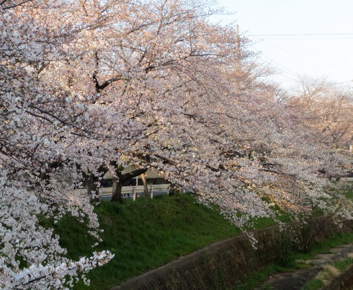 朝日に映える天竺川の桜