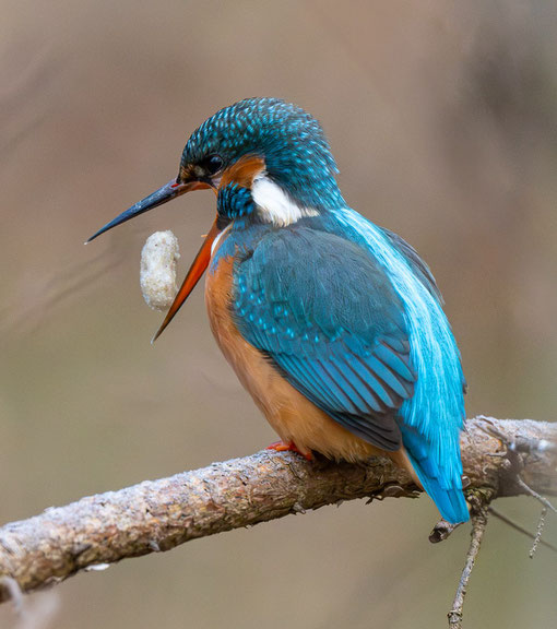 Eisvogel beim Auswurf von Gewölle