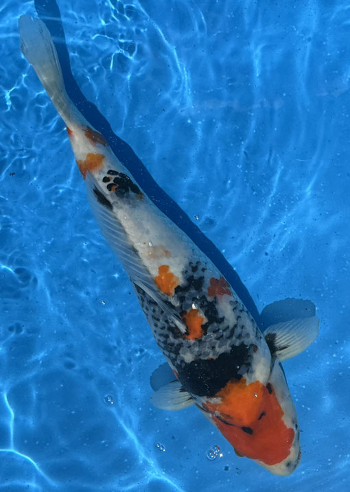 Dainichi Sansai Showa, 50 cm, female, mit Züchterzertifikat, Preis 350 Euro