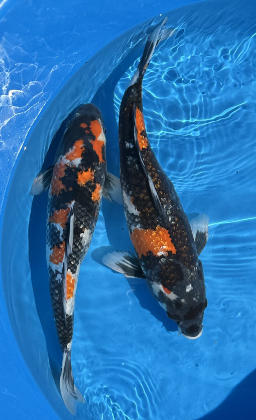 Shinoda Nisai Ginrin Showa, 48-50 cm, female, Preis 260 Euro, rechts verk.