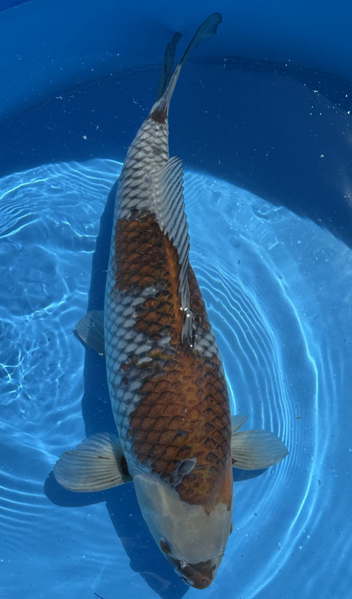 Yamasan Yonsai Ochiba, 65 cm, female, Preis 400 Euro