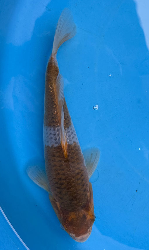 Ikarashi T. Ochiba/Koyo Mix, 27 cm, Preis 50 Euro
