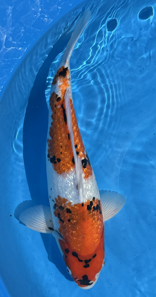 Shinoda Nisai Ginrin Showa, 50 cm, female, Preis 280 Euro