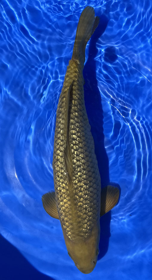 Marusei Nisai HQ Ginrin Chagoi, 50 cm, female, Preis 350 Euro