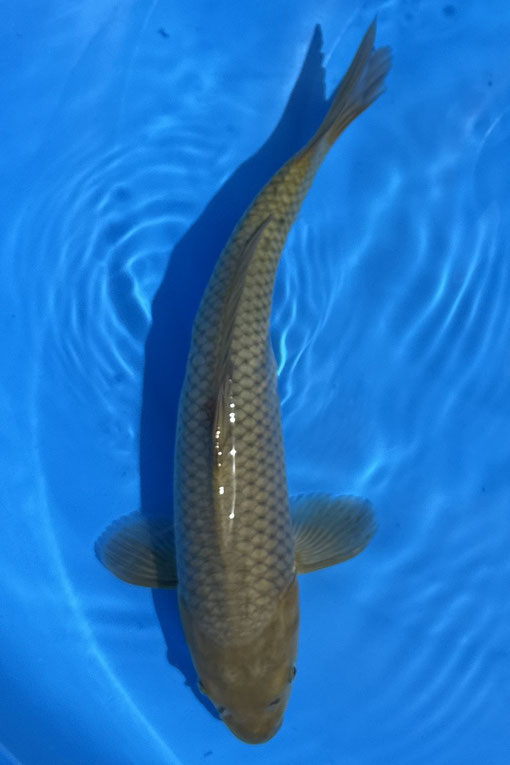 Marusei JNumbo Tosai Chagoi, 34 cm, Preis 70 Euro, res.