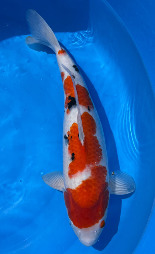 Marusei Nisai Sanke, 47 cm, female, Preis 280 Euro