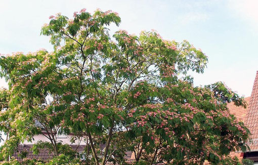 Seidenbaum, auch Schlafbaum genannt, Mimosengewächs (passt ja perfekt zu meiner Mimose...)