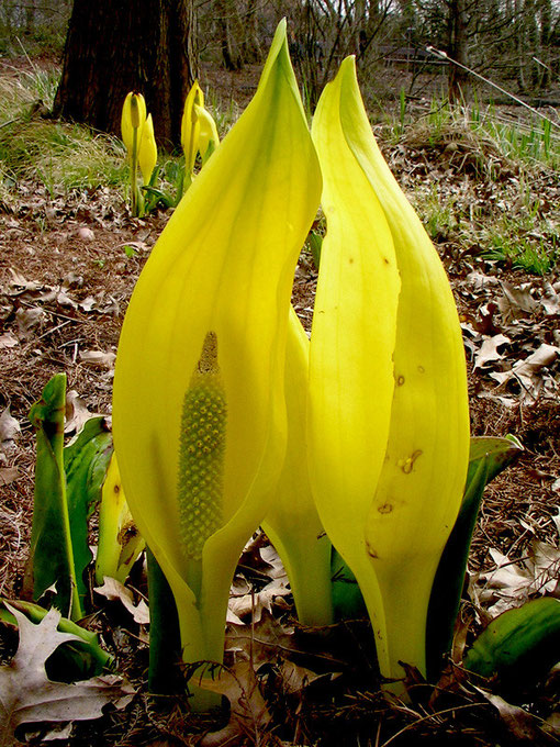 Lysichiton americanus · Amerikanischer Stinktierkohl ·  swamp lantern · Faux Arum