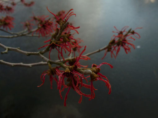 Hamamelis x intermedia