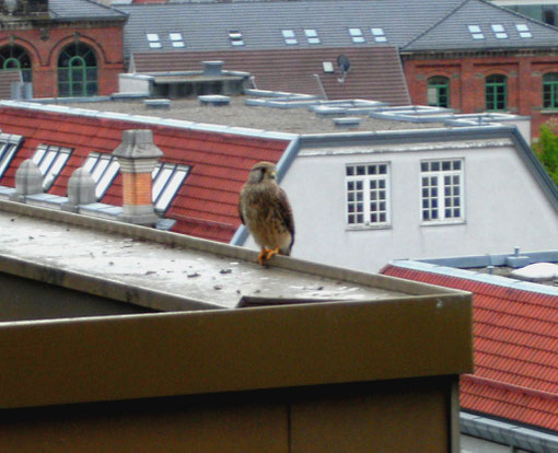 Das Turmfalkenmännchen sondiert die Lage. Foto: R. Lubrig