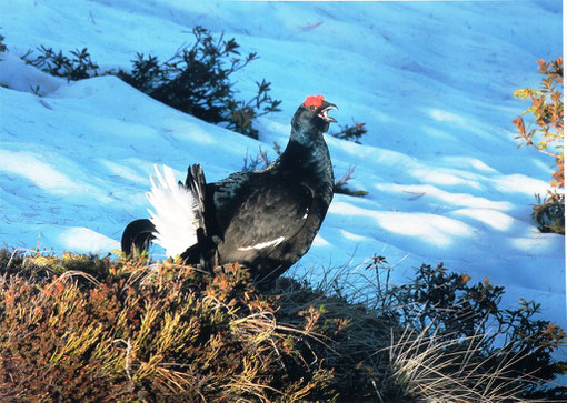 2. Preis Biodiversität: Thomas Wehrli, Pontresina