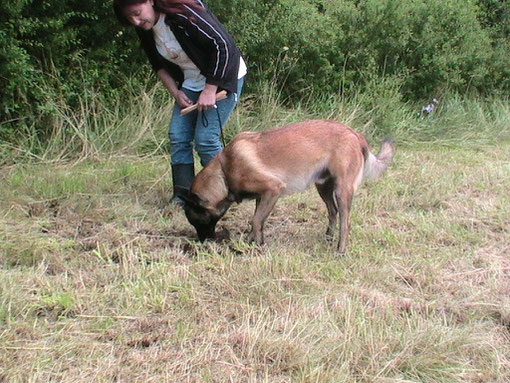 Initiation au cavage - recherche de la truffe