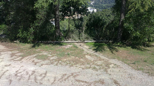 Aqui desde mas lejos....es que estos arboles son muy altos.