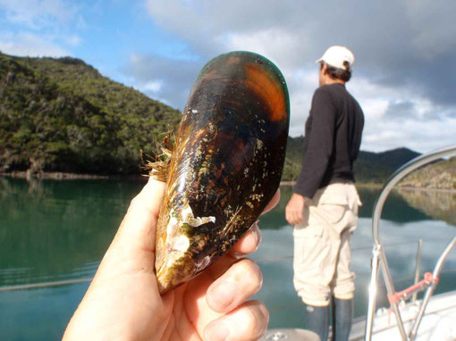 maousse moule de Coromandel