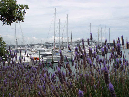 lavande sur fond de marina et pont