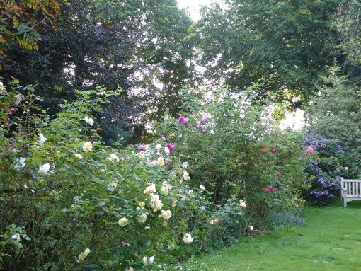 Dans la "Roseraie des Obtenteurs", du côté des rosiers de David Austin...