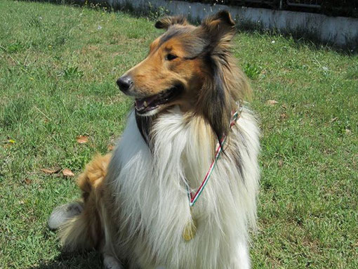 Rough Collie ROY Campione Nazionale Assoluto di Bellezza 2013 e 2014 nel Campionato CSAA