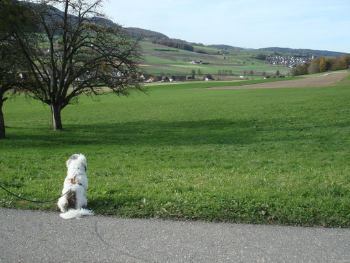 Wer hat meinen Schnee geklaut?