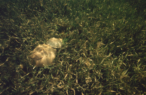 As if in a scene of Precambrian shallows: a pair of horseshoe crabs mating on a turtlegrass flat; Florida Keys, USA.