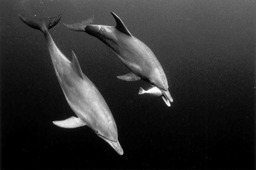 Dolphins near Anijima, Japan.