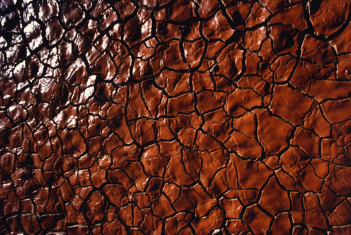 Drying puddle; near Tres Cerros, Patagonia, Argentina.