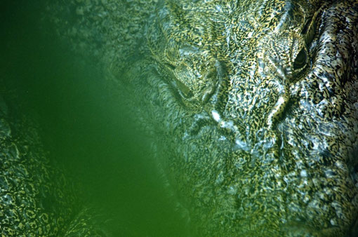 Saltwater crocodile; Babeldaob, Palau.