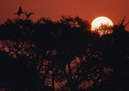 Dawn silhouettes a wild cork oak and a pair of nesting spoonbills; Coto de Doñana, Spain.