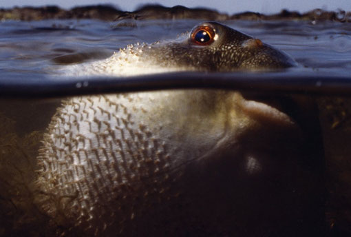 Pufferfish feeling distressed; in the shallows off Narara Island, Jamnagar, India.