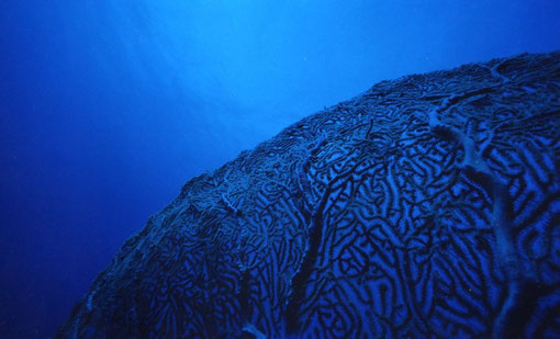 Sea fan bent in the current; Palau.