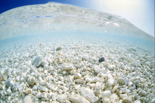 Lagoon shallows; Marcus Island, Japan.