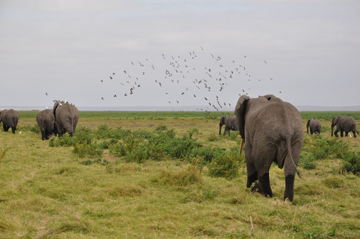 Elephants et leurs potes les zozios