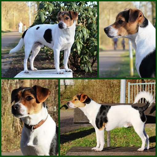 Dansk/Svensk Gardhund dansk svensk gardhund welpen Züchter Danskie