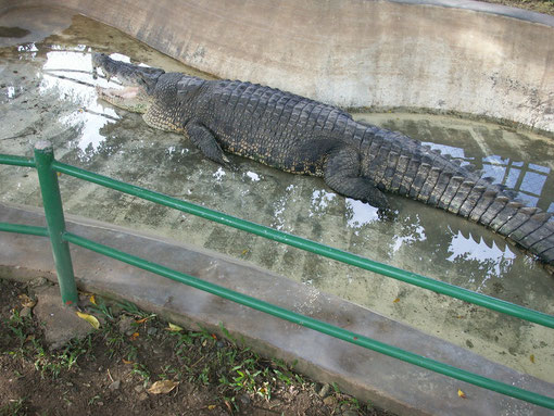 Leider sieht man nicht die wahre Groesse, aber das Krokodil ist schon 80 Jahre alt und riesen gross!!!